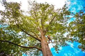 Best Seasonal Cleanup (Spring/Fall)  in Manitou Beach Devils Lake, MI